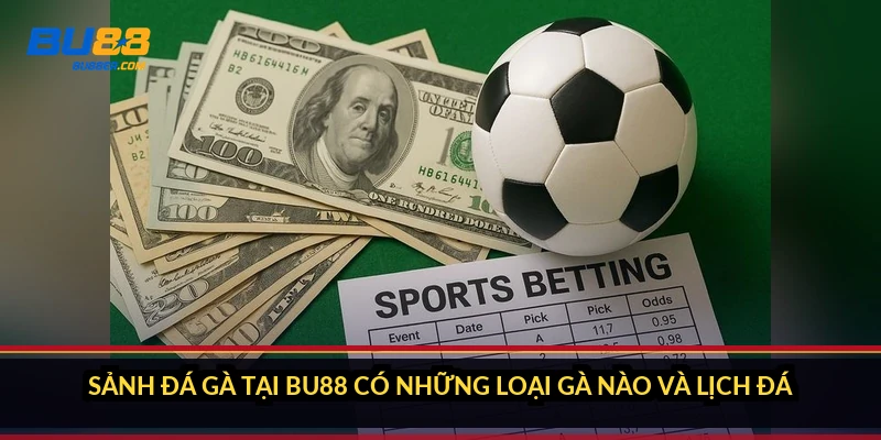 Sảnh đá gà tại BU88 có những loại gà nào và lịch đá ra sao?