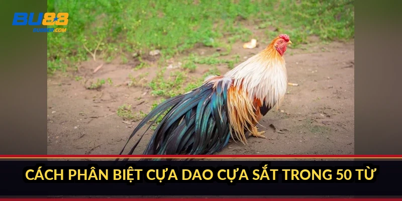 Cách phân biệt cựa dao cựa sắt trong 50 từ