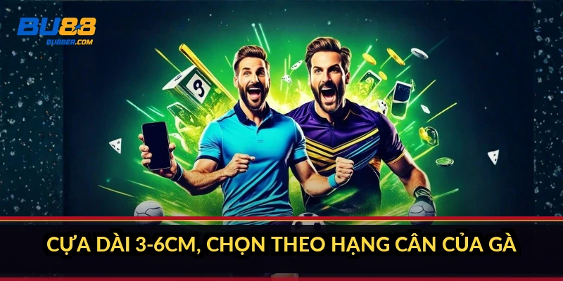 Cựa dài 3-6cm, chọn theo hạng cân của gà