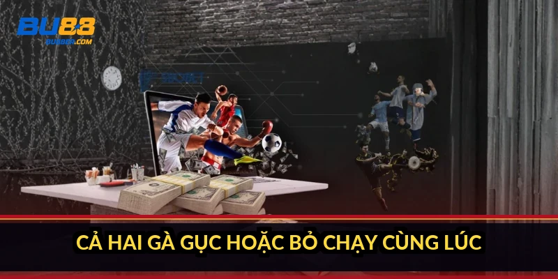 Cả hai gà gục hoặc bỏ chạy cùng lúc