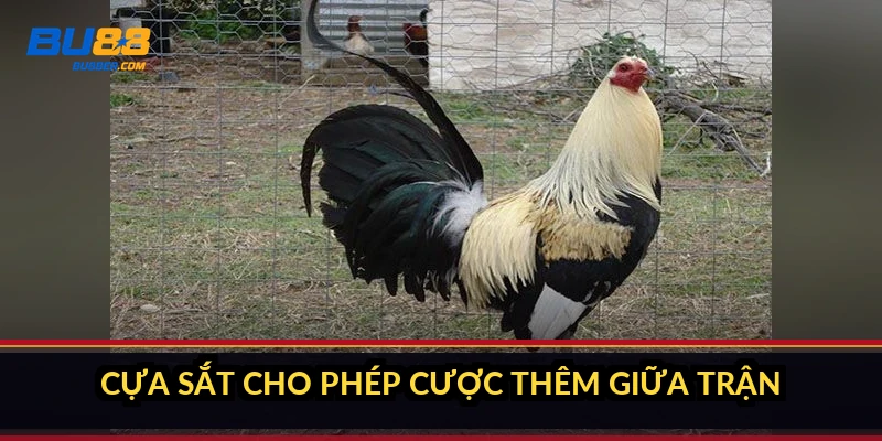 Cựa sắt cho phép cược thêm giữa trận